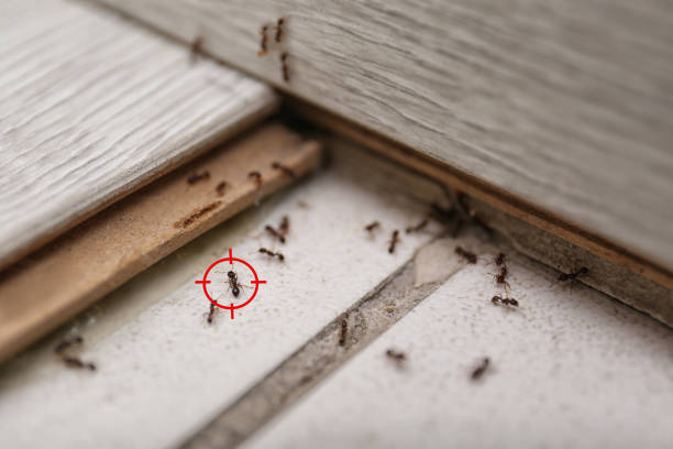 Arcola, VA Pest Control Company