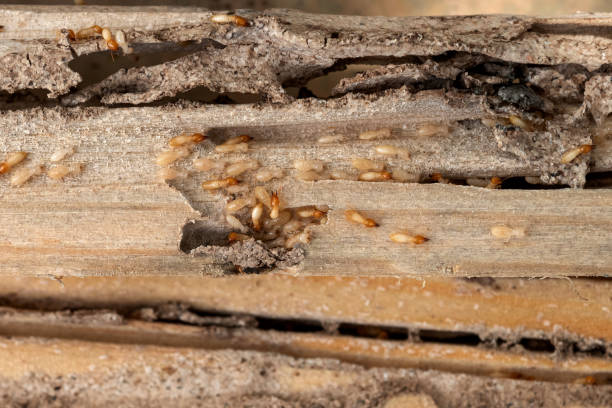 Best Affordable Pest Control Services  in Arcola, VA
